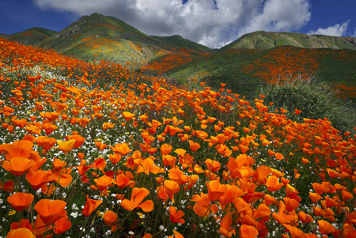 Lake Elsinore Poppy Reserve - Abundance